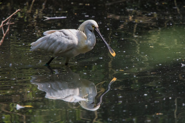 Spoonbill